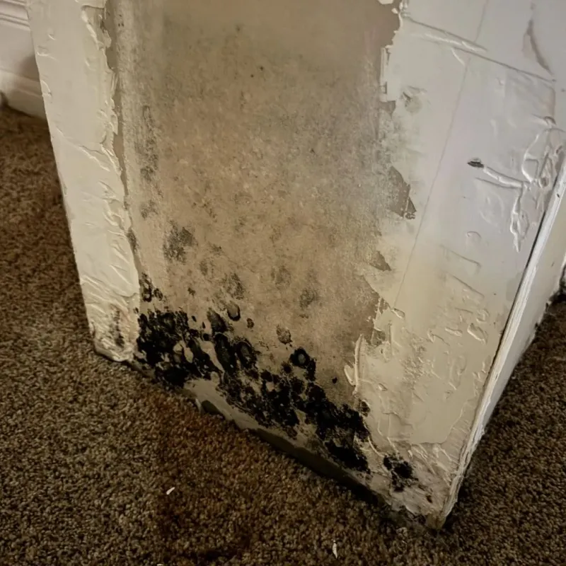 Professional Mold Removal in Lindsborg, KS